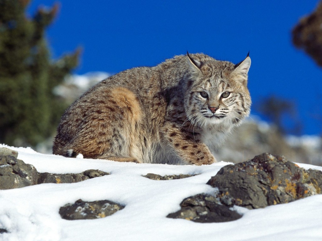 freelance blogger bobcat